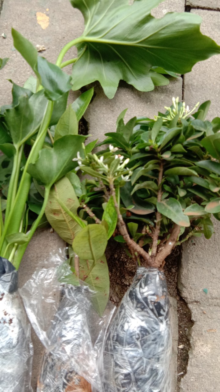 Tanaman Hias Bunga Asoka