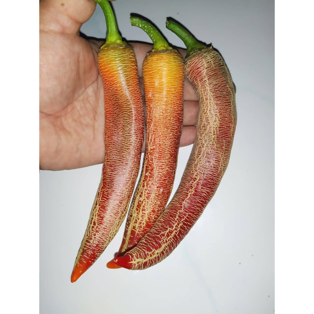 Benih Bibit Biji - Cabai Vezena Piperka Big Pods Pepper Seeds