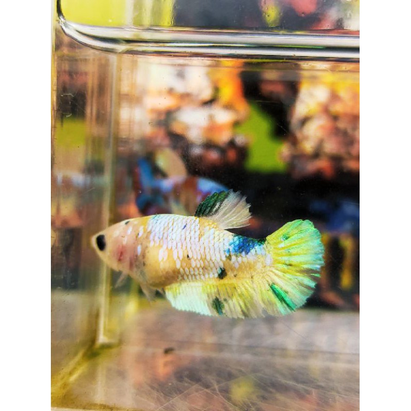 FEMALE SUPER YELLOW KOI GOLD