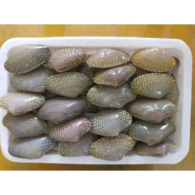 

KERANG BATIK FROZEN 1 KG