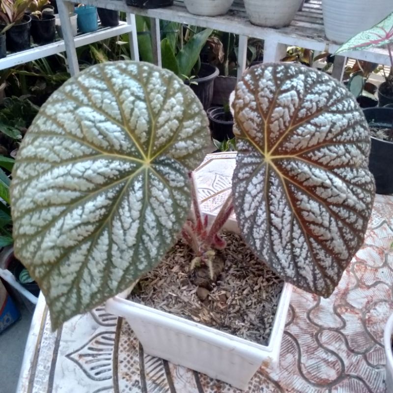 Begonia Rex silver daun jumbo difoto