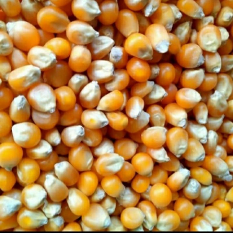Jagung Popcorn/Jagung Mentah Kering 1kg