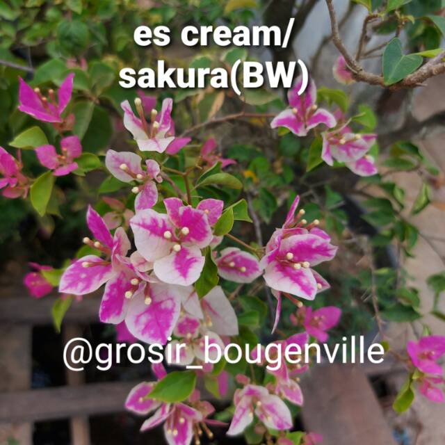 

Bougenville sakura