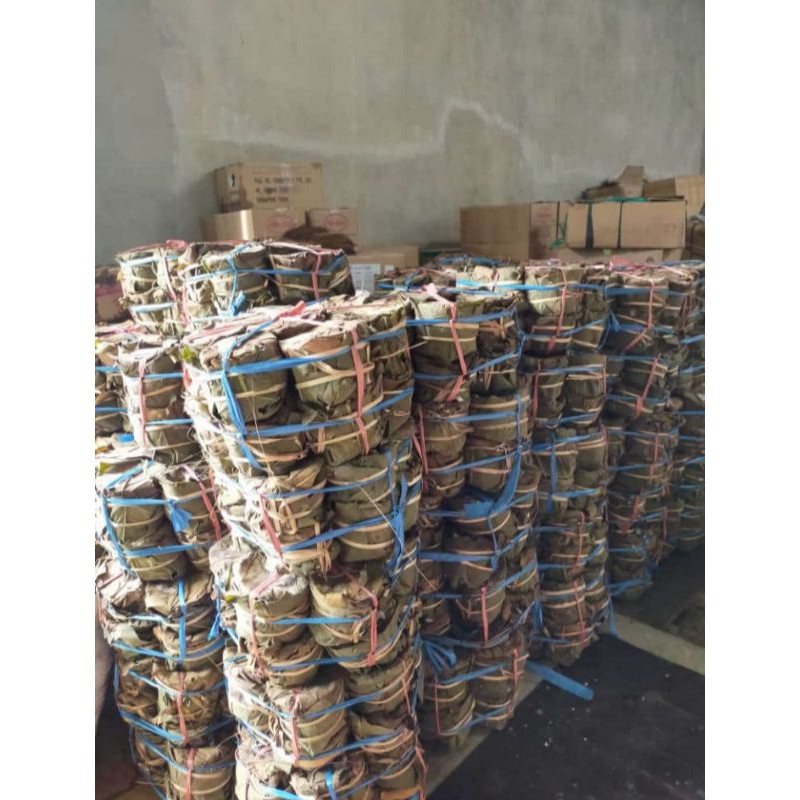 

ikan beranak kendil ikan asli