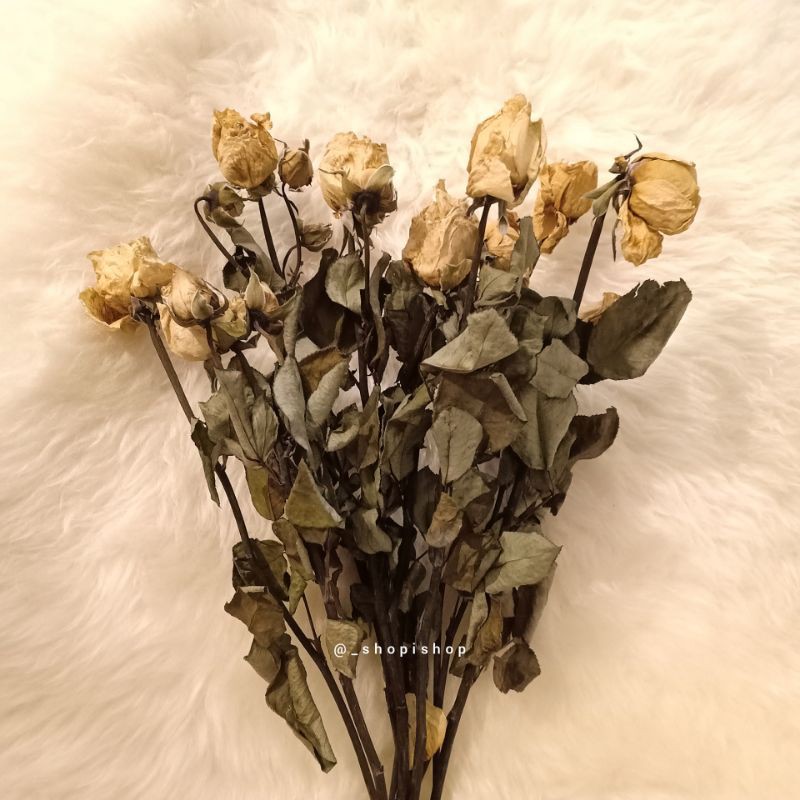 Dried Rose Mawar Kering Yellow White