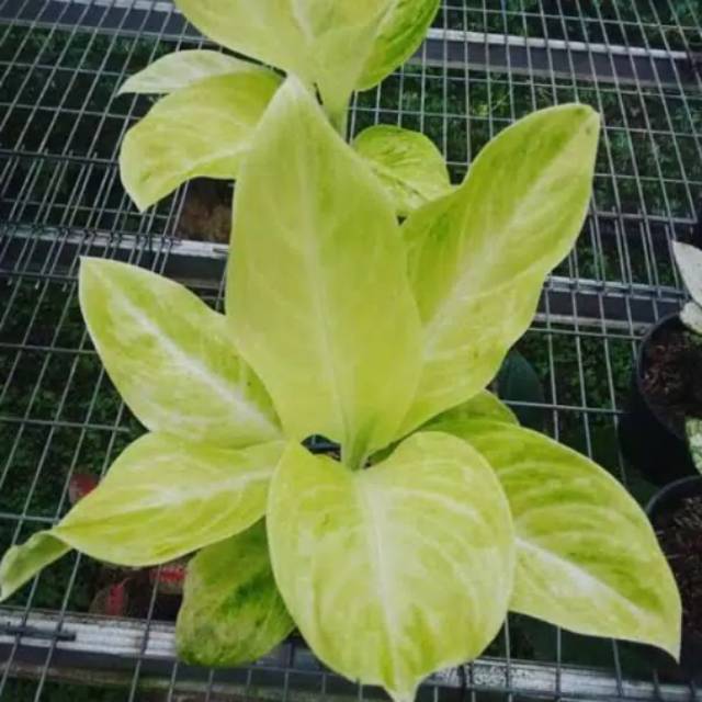 Bibit Bunga Aglonema IMPORT SUNDROP