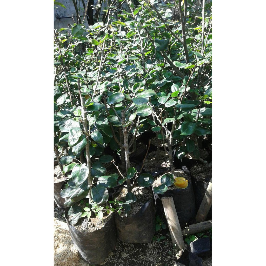 Tanaman Buah Bibit Buah Pir Coklat J<*