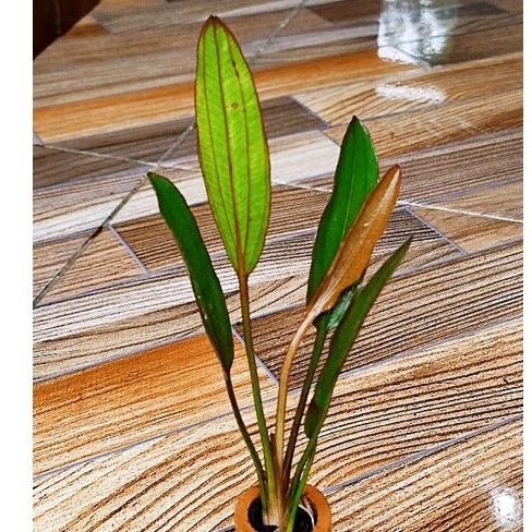 Echinodorus red special tanaman aquascape