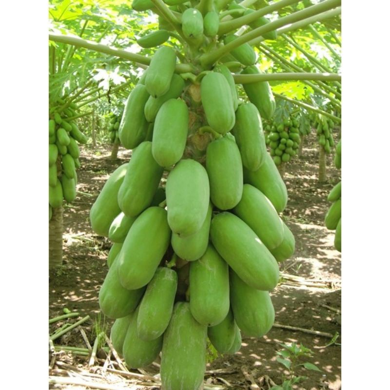 Benih/Bibit Pepaya Calina (California)