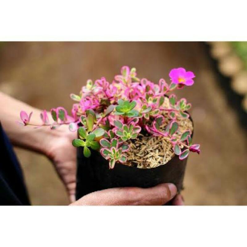 Tanaman hias - Krokot pink varigata