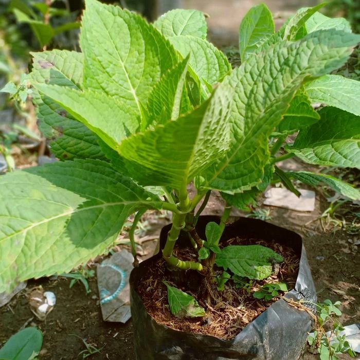 bibit tanaman bunga hias hortensia panca warna