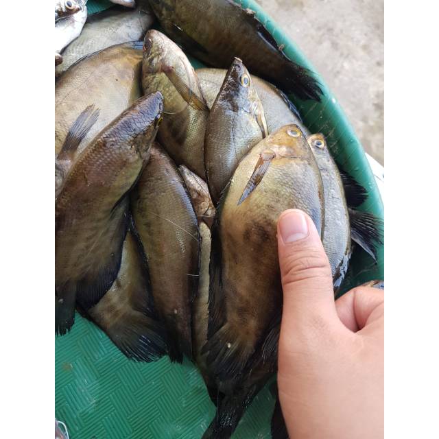 

IKAN SEPAT (1KG) SIZE JUMBO