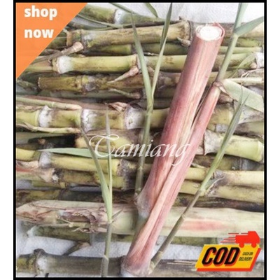 bibit stek batang trubus / turubuk