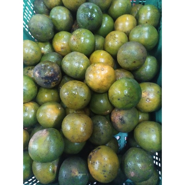 

Jeruk pontianak, berat 1 kg