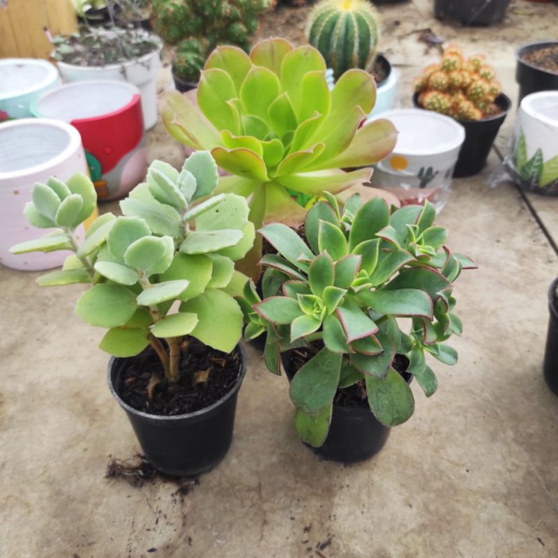 tanaman hias kaktus sukulen hidup bonsai isj 3