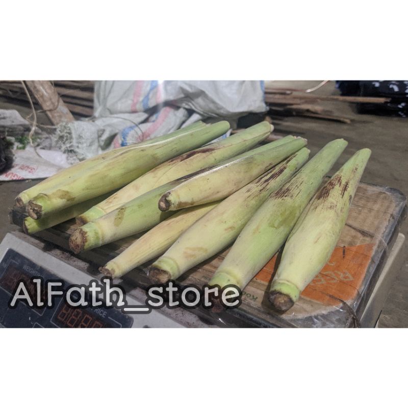 

Terubuk/ turubuk/ terubus / tebu endog tebu. 1KG