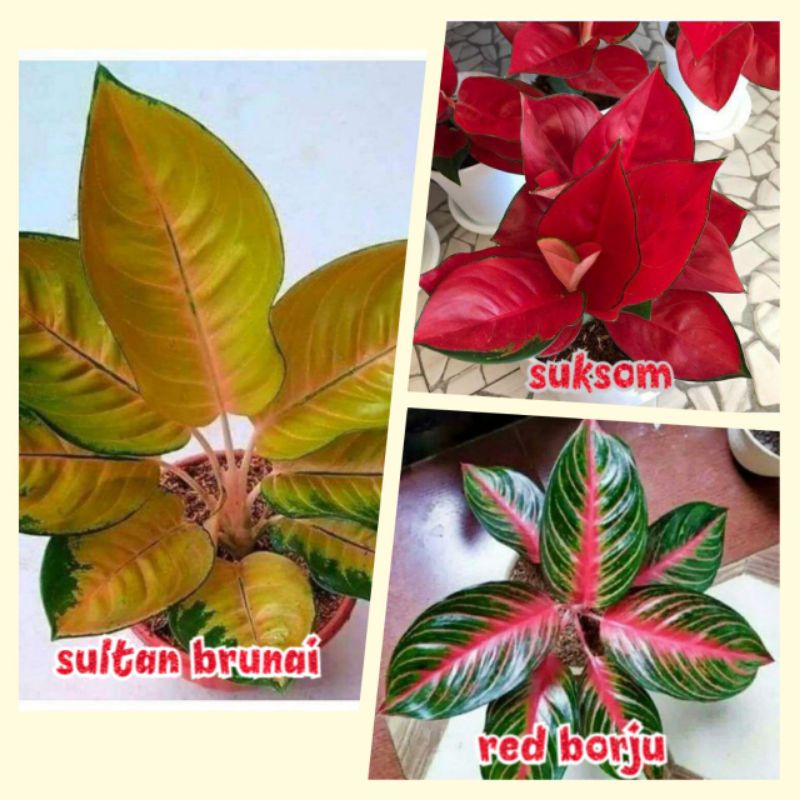 paket 3 Aglonema remaja
