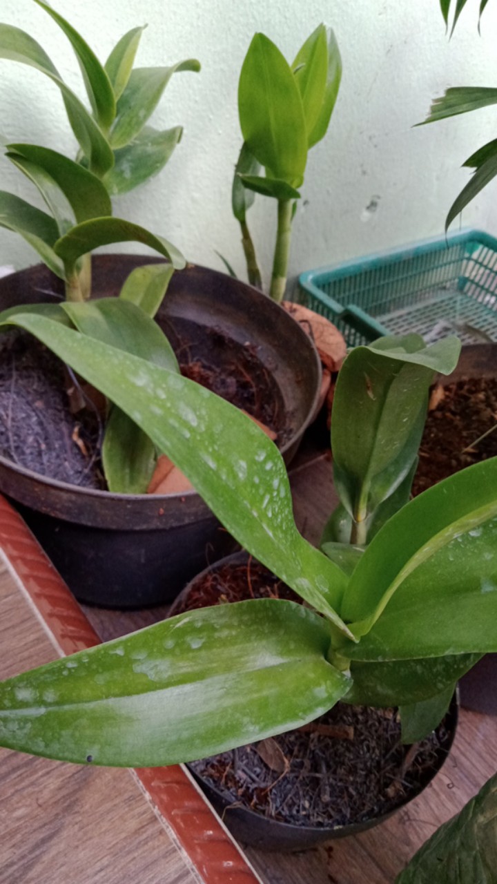 Kaliandra Media Tanam Anggrek