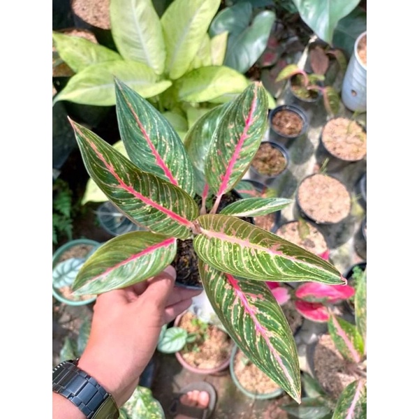 Aglonema Green Legacy