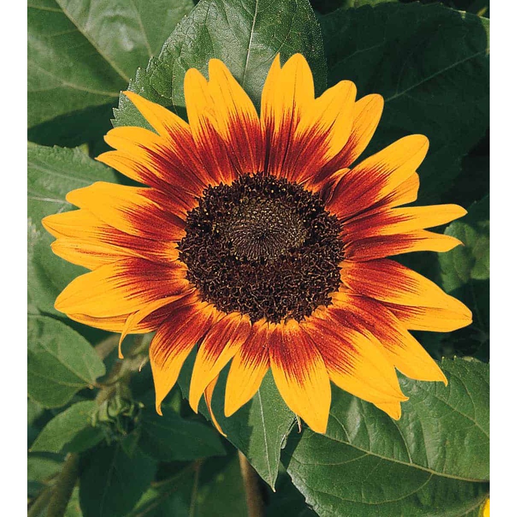 Benih Bibit Biji - Sunflower Ring of Fire Bunga Matahari Cincin Api Seeds - IMPORT