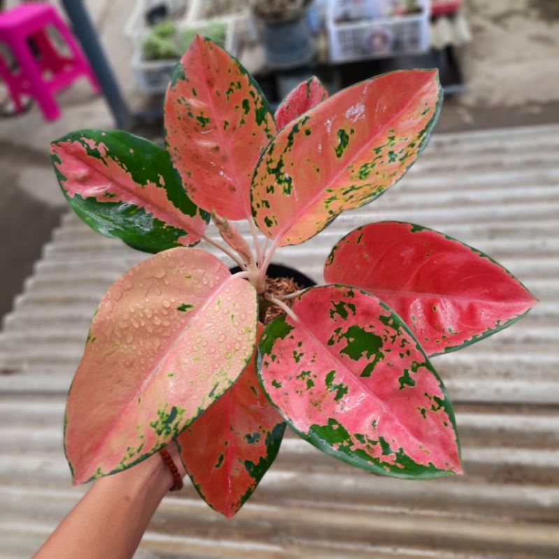 Kochin Paramruai Remaja Aglaonema Kochin Murah Terlaris Aglonema Kochin Paramruay Remaja Murah | Koc