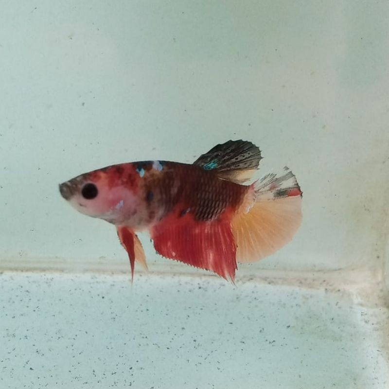 IkanCupangKoiNemoGalaxy