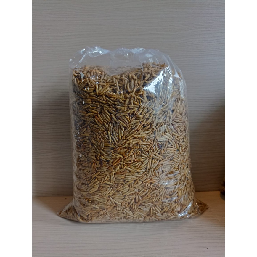 Maggot BSF Kering 1kg ASPUT Tasikmalaya