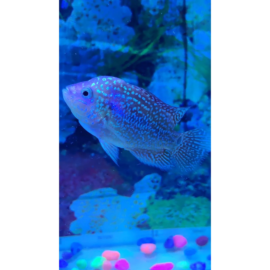 Ikan Louhan Kamfa F2 Gen Ori  3-4 cm