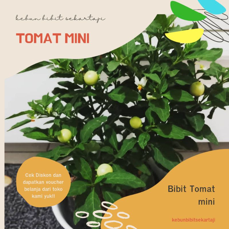 Tanaman Hias Tomat Mini krismil / Tomat Hias Krismil