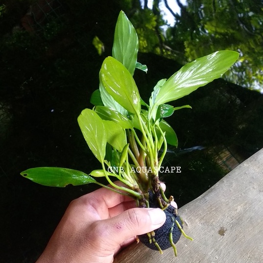 ANUBIAS SP TANAMAN AQUASCAPE WABIKUSA