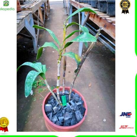 [KODE 6RDAJ] Promo Anggrek dendro dendrobium spectabile dewasa jungle Limited dan