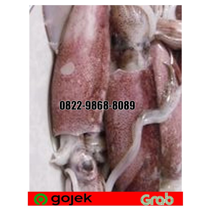 

PROMO CUMI SEGAR HARIAN 500 GR UKURAN SEDANG ISI 2-4 EKOR