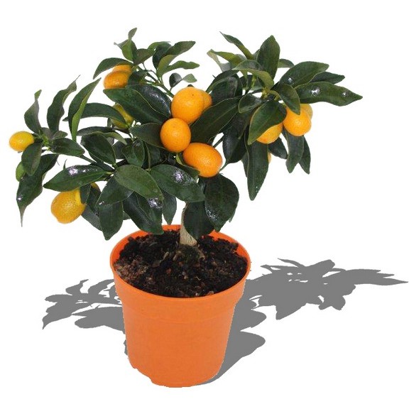 Bibit Jeruk Nagami / Pohon Jeruk Nagami / Tanaman Jeruk Nagami