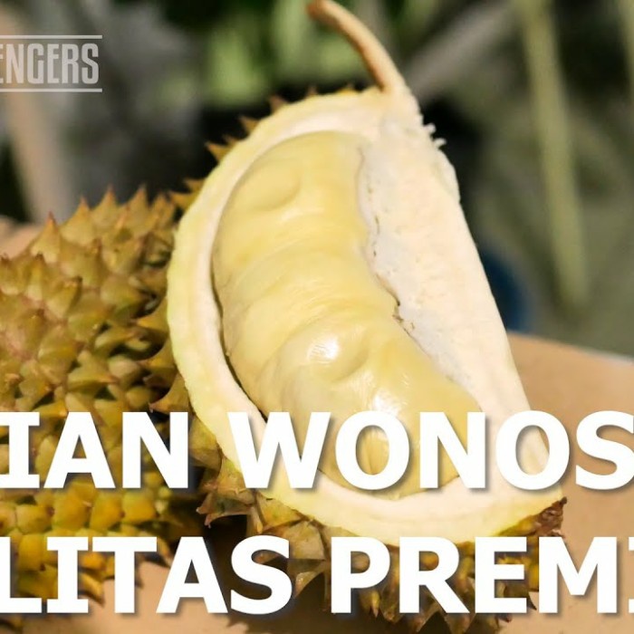 Bibit Durian Bondowonosalam kaki 3 tinggi 1½ meter - Durian Super