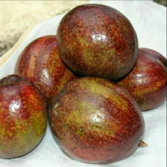 bibit alpukat mentega merah