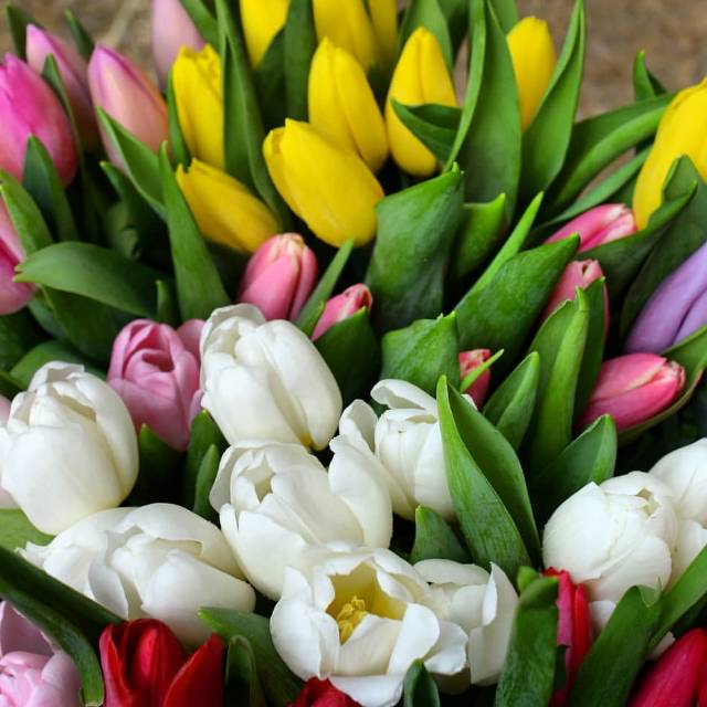 Buket Murah Bunga Tulip Belanda Import Asli Segar Cantik Shine Florist Shopee Indonesia