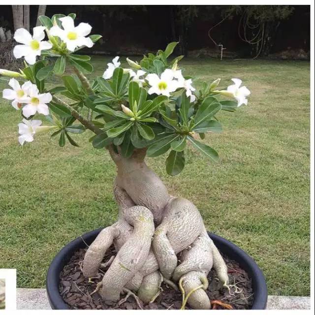 bibit tanaman adenium bunga putih bonggol besar bahan bonsai kamboja jepang - bibit