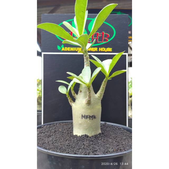 Adenium Karakter Jenis Mkmk