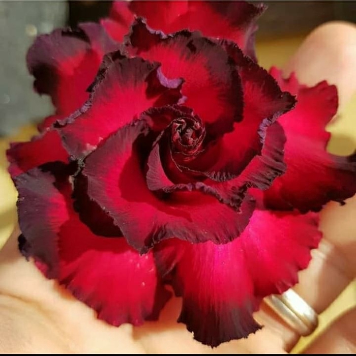

Bibit bunga kamboja adenium triple flaminggo ( HOKI OFFICE STORE )