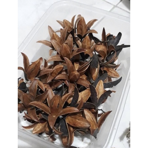 BUNGA LENTERA Hiasan Buket Bunga Kering Dekorasi Rustic bahan Mahar Lagurus Caspea set mahar Lavende