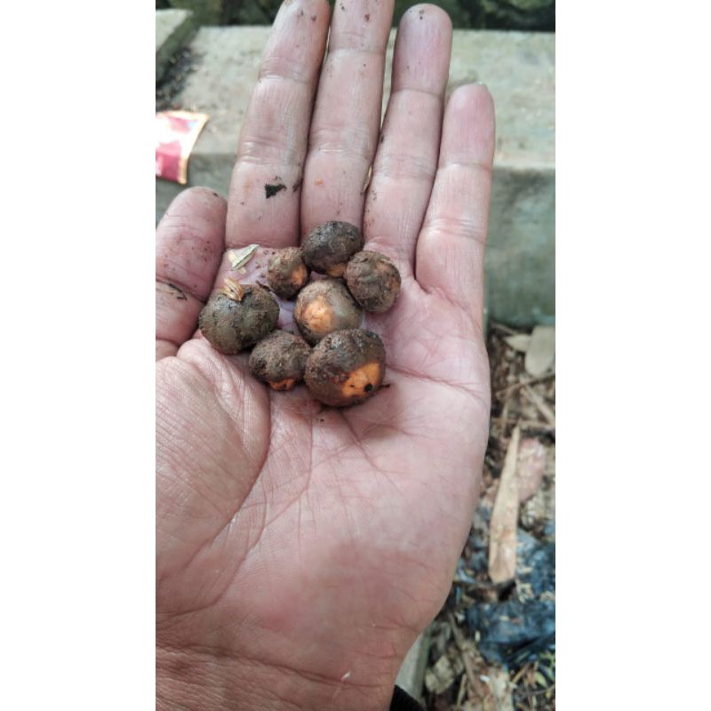Biji porang katak asli 500 gram