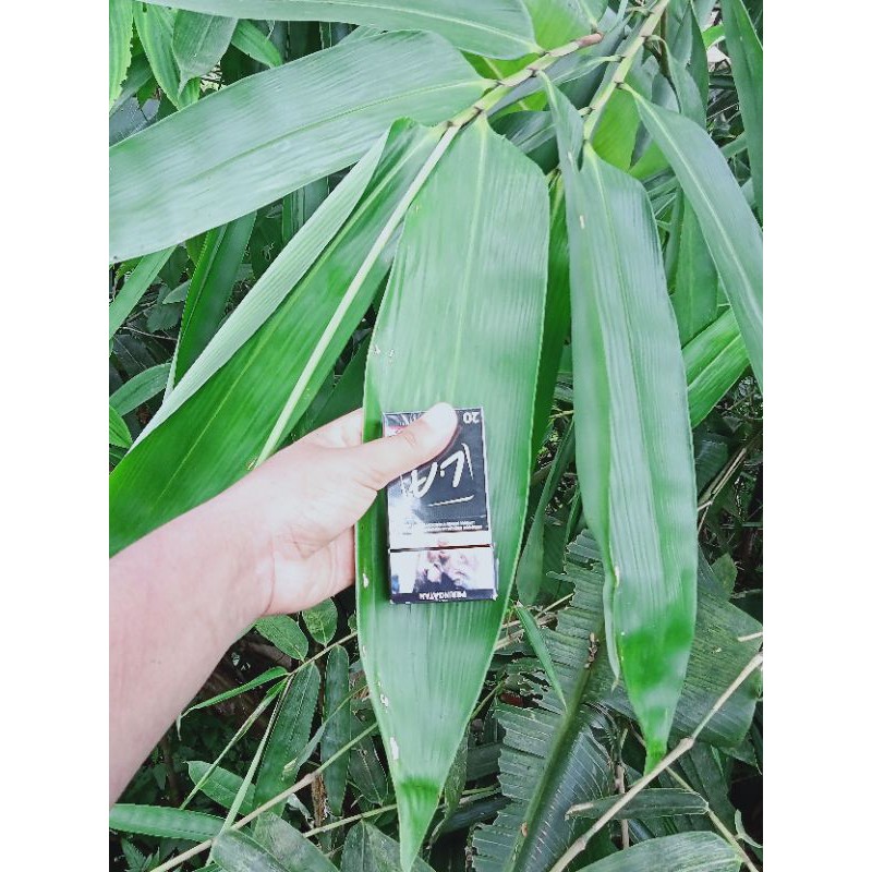 

Daun Bambu Segar Pilihan herbal dan bungkus bacang