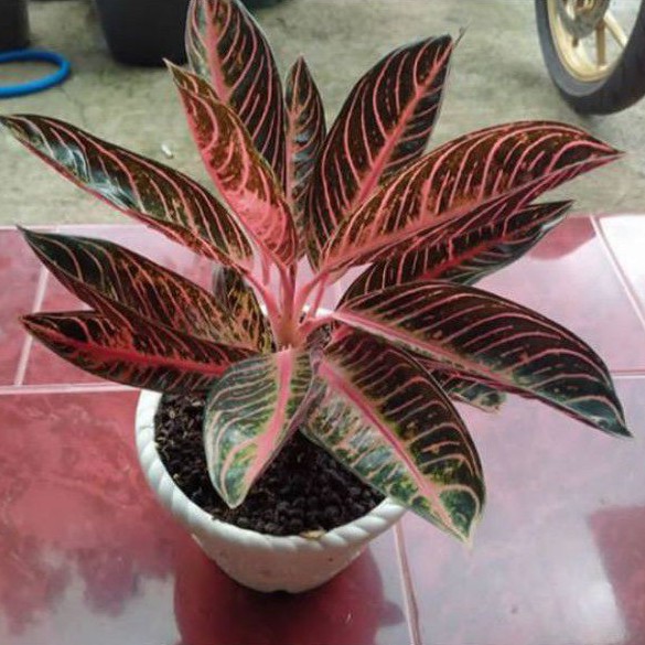 bibit aglonema red sumatra