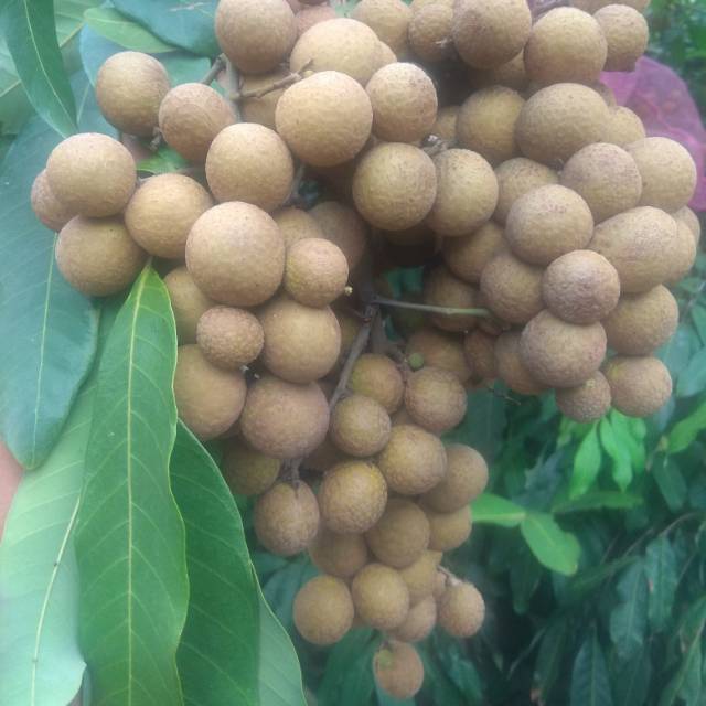 Kelengkeng kristal 2 / new kristal / kateki