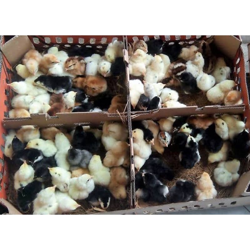 Ayam Kampung Asli - Doc Ayam Kampung - Ayam Kampung - Anak Ayam Kampung