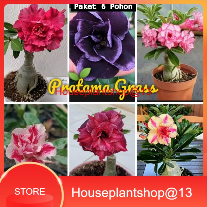 Paket 6 Pohon Adenium Bunga Tumpuk - Adenium Kamboja Jepang - Adenium -HPS@13