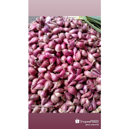 

bawang merah super besar2
