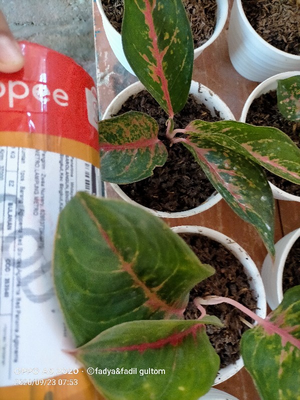 Aglonema Golden Siam Mutasi