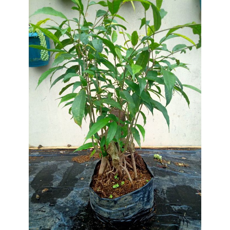 bahan bonsai amplas hitam (ficus amplas) ramplas