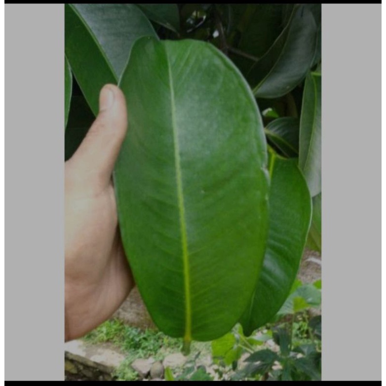 

Daun mangis segar